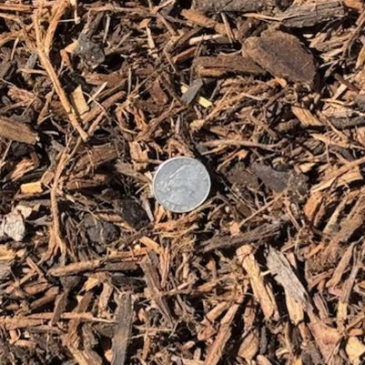 Five-eighths inch medium mulch supplied wholesale for commercial landscaping.